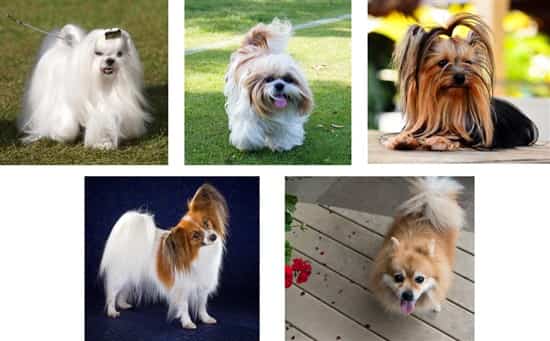 maltese-and-other-toy-sized-dogs